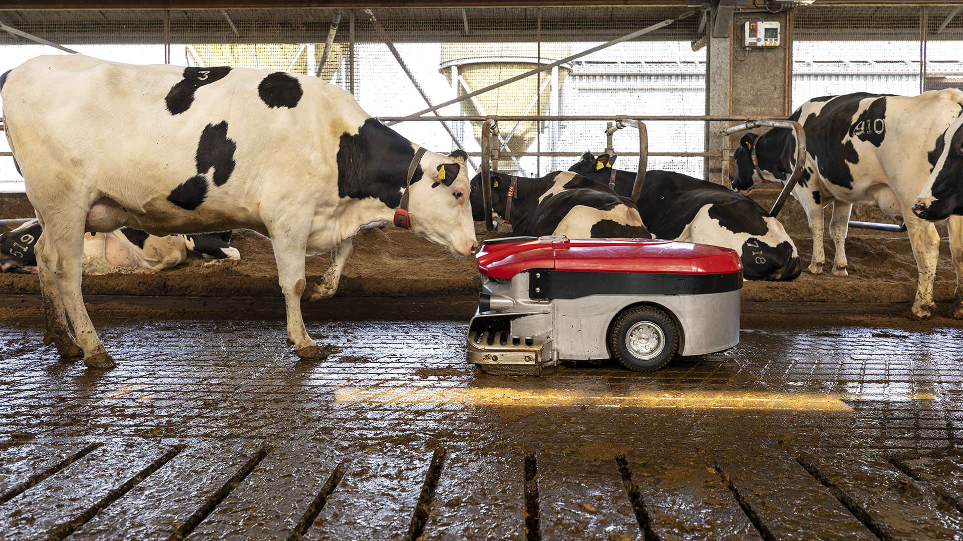 Lely Discovery Mestrobot